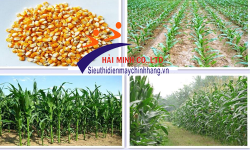 Máy gieo hạt VNGH- 988 phù hợp gieo nhiều loại cây