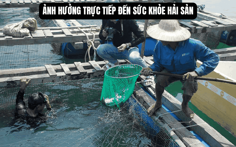 Ảnh hưởng trực tiếp đến sức khỏe hải sản