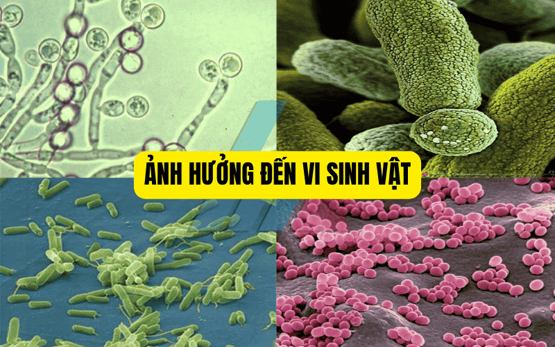 Ảnh hưởng đến vi sinh vật