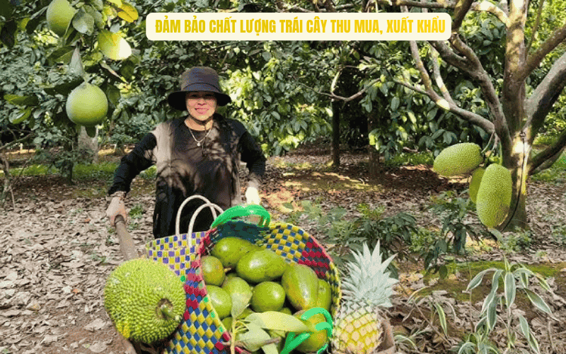Đảm bảo chất lượng trái cây thu mua, xuất khẩu
