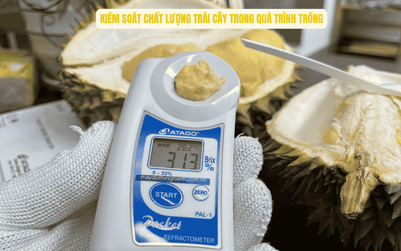 Kiểm soát chất lượng trái cây trong quá trình trồng