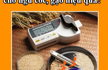 Nên mua máy đo độ ẩm nào cho ngũ cốc, gạo hiệu quả?