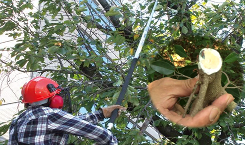 Máy cắt cành cây sắc bén, cắt nhanh gọn