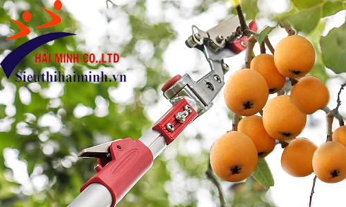 Sử dụng máy cắt cành cây trên cao để thu hoạch hoa quả