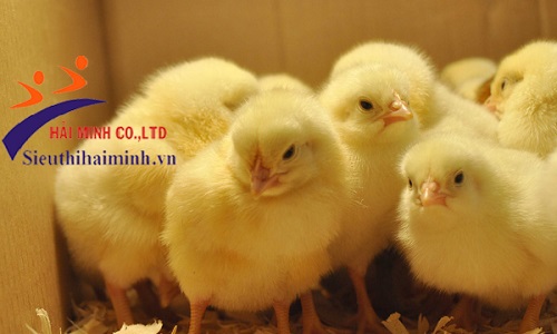 Cắt mỏ cho gà 7 - 14 ngày tuổi