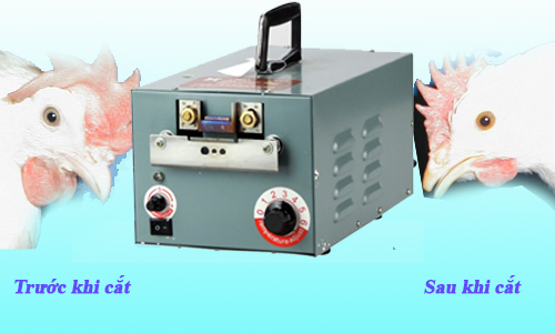 Máy cắt mỏ gà tự động thực hiện cắt mỏ trước và sau khi cắt