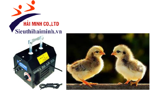 Nên cắt mỏ gà lúc gà 2 tuần tuổi