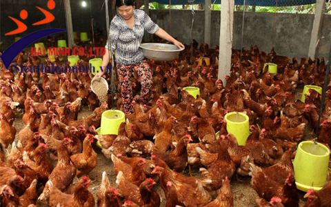 Tại sao nên sử dụng máy cắt mỏ gà
