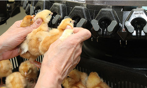 Máy cắt mỏ gà tiên tiên trên thế giới sử dụng trong các khu công nghiệp nuôi gà