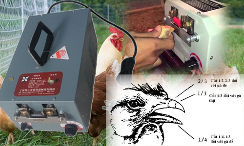 Sử dụng máy cắt mỏ gà giúp người chăn nuôi tiết kiệm thời gian, công sức và tiền bạc