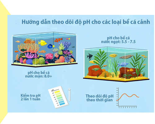 Cách tăng và theo dõi độ pH trong hồ cá