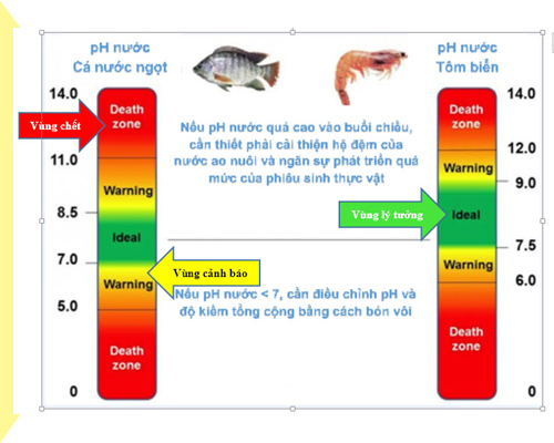Sự ảnh hưởng của chỉ số pH đối với bể cá