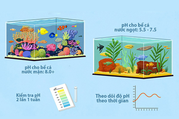 Vai trò của chỉ số pH và máy đo pH với ngành cá cảnh hiện nay