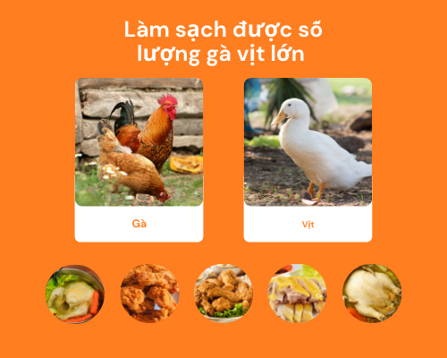 Tại sao máy vặt lông gà có thể làm sạch được trăm, nghìn con một ngày