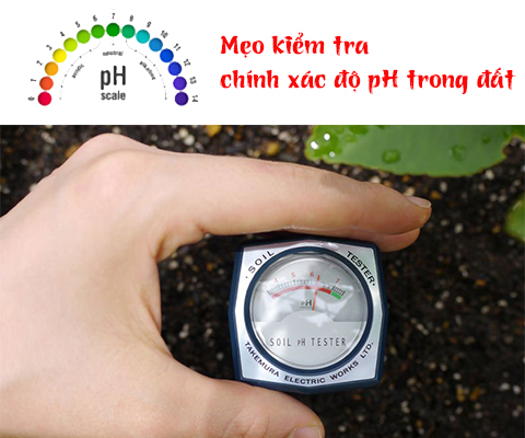 Mẹo cần biết để kiểm tra chính xác độ pH trong đất
