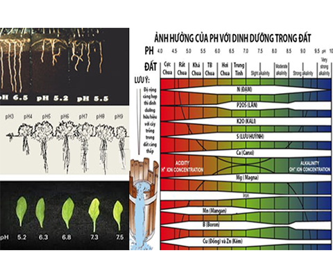 Xác định chính xác mức độ pH tốt nhất cho cây trồng