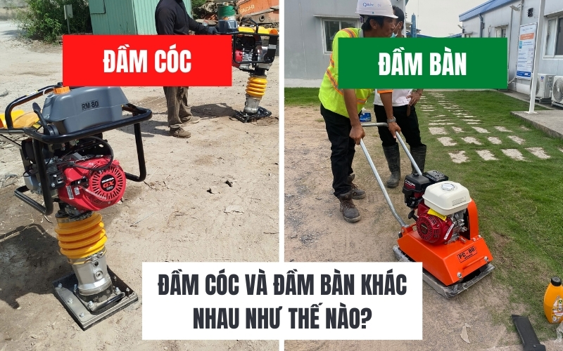 Đầm cóc và đầm bàn khác nhau như thế nào?