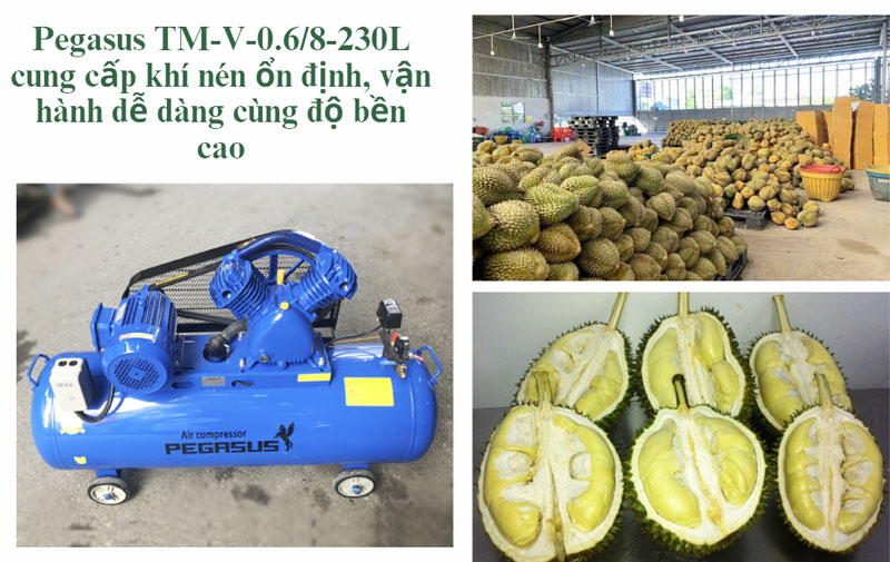 Máy nén khí Pegasus TM-V-0.6/8-230L  cho vựa sầu riêng vừa và lớn