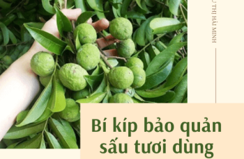 Bí quyết bảo quản sấu tươi lâu, dùng cho cả năm