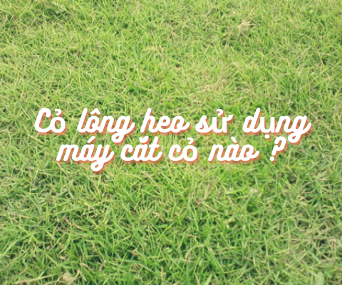 tư vấn mua máy cắt cỏ để cắt cỏ lông heo