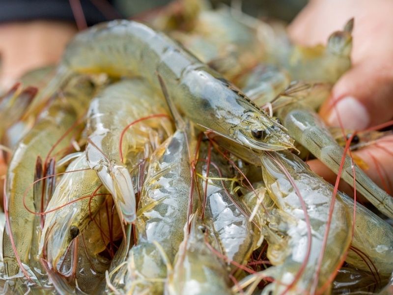 Độ mặn thích hợp của các loại tôm